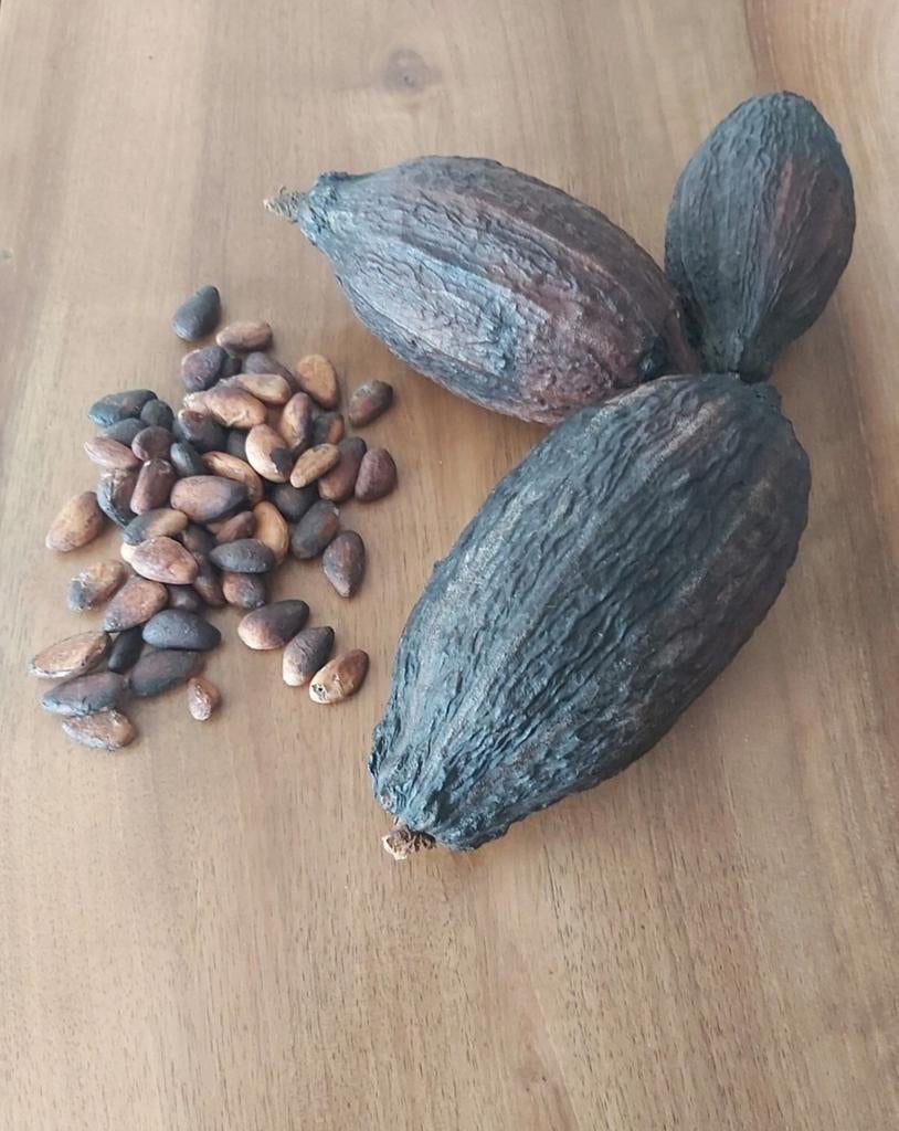 Véritable Cabosse de cacao vide et sèche pour décoration ou, Maison & Meubles, Enlèvement ou Envoi