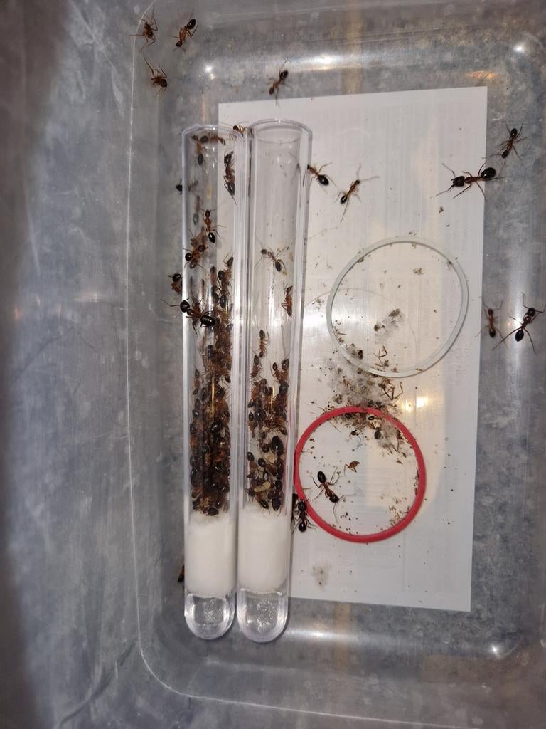 Camponotus pilicornis 1q 50-100w | colonie de fourmis, Animaux & Accessoires, Insectes & Araignées, Fourmis