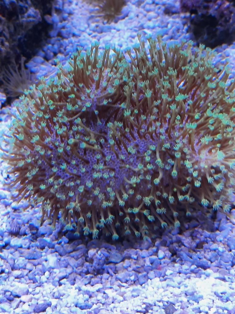 Allerhande koralen, Dieren en Toebehoren, Ophalen