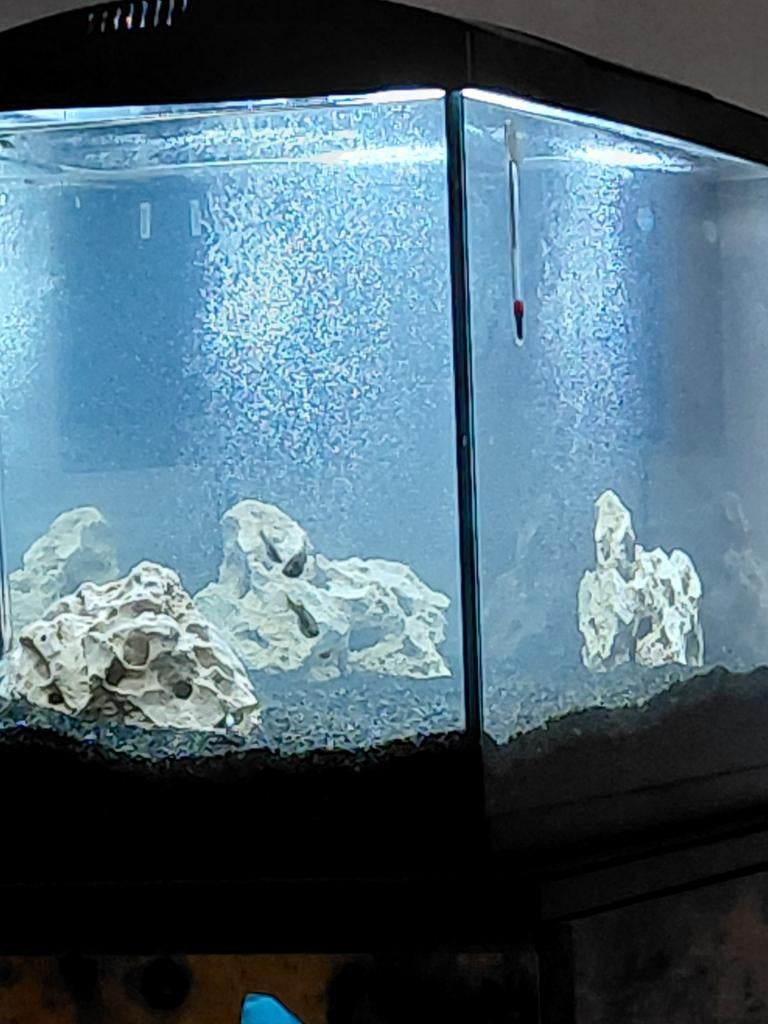 Wanted, guppys, platties, tettras West-Vlaanderen