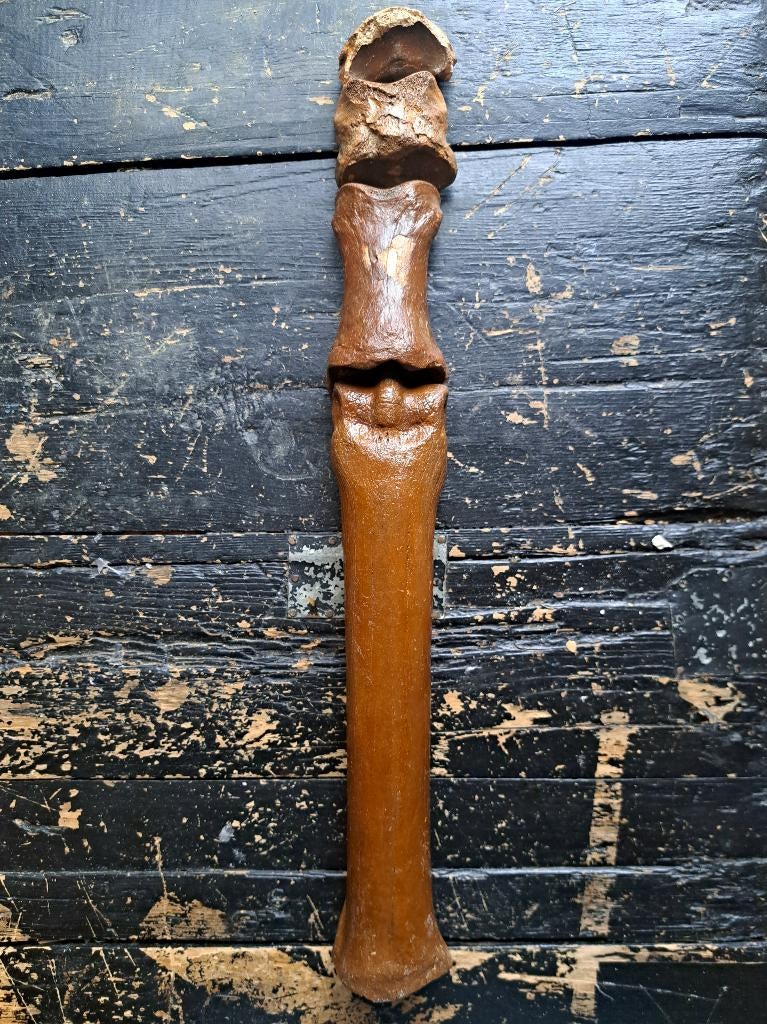 fossiel been oerpaard ijstijd Noordzee, Verzamelen, Mineralen en Fossielen, Verzenden, Fossiel