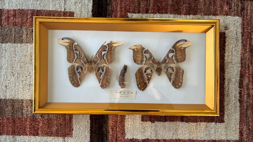 Cadre vintage 2 papillons Atlas Butterfly variante foncée, Antiquités & Art, Enlèvement