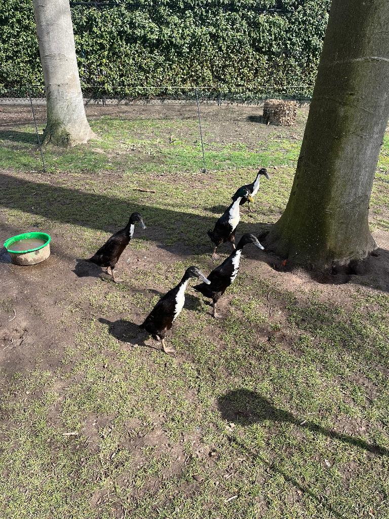 Broedeieren loopeenden, Geslacht onbekend, Eend