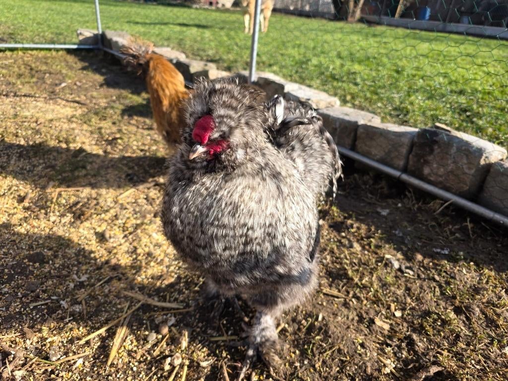 Zijdehoen haan, Mannelijk, Kip