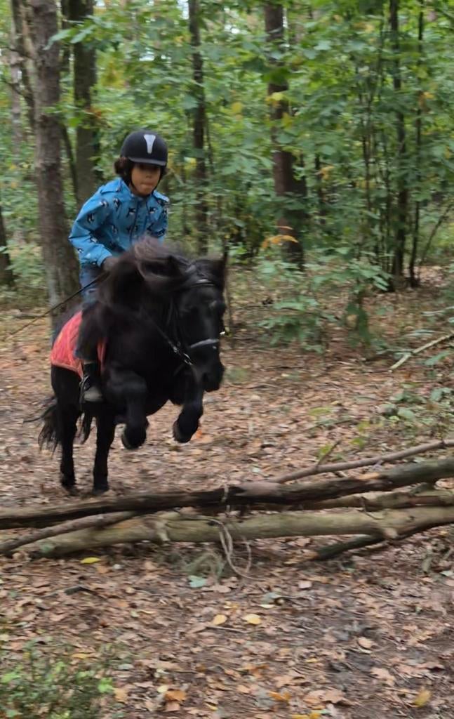 Grote shetlander, Dieren en Toebehoren, Pony's
