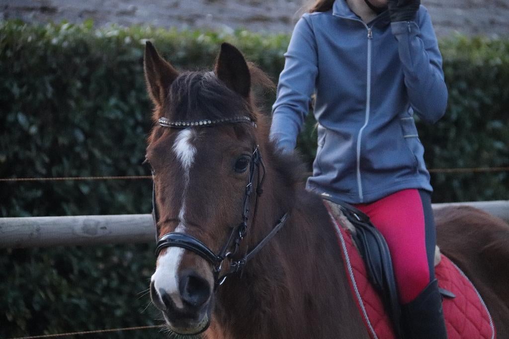 Brave D leerpony, Dieren en Toebehoren, Pony's, Ruin, Z, D pony (1.37m tot 1.48m), Springpony, 11 jaar of ouder, Gechipt, Ontwormd