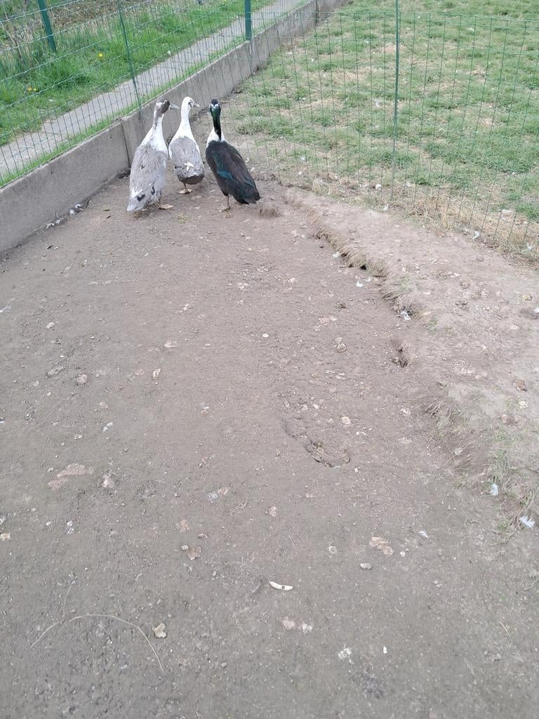 Broedeieren Huttegemse eenden, Dieren en Toebehoren