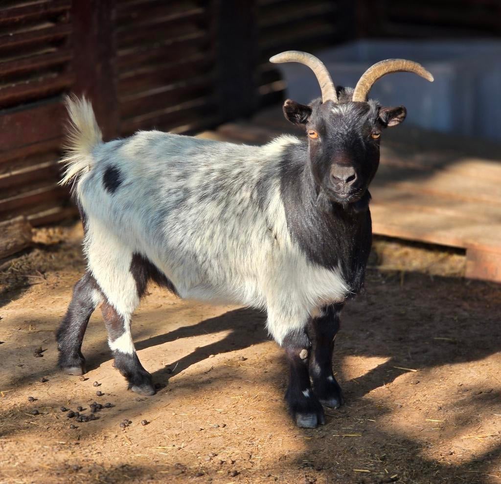 Dwerggeit mieke , wit/zwart