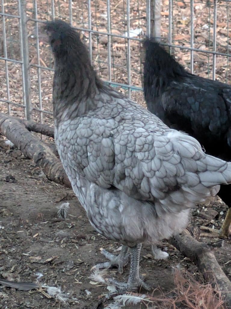 bleu de lande legkippen, Dieren en Toebehoren, Pluimvee