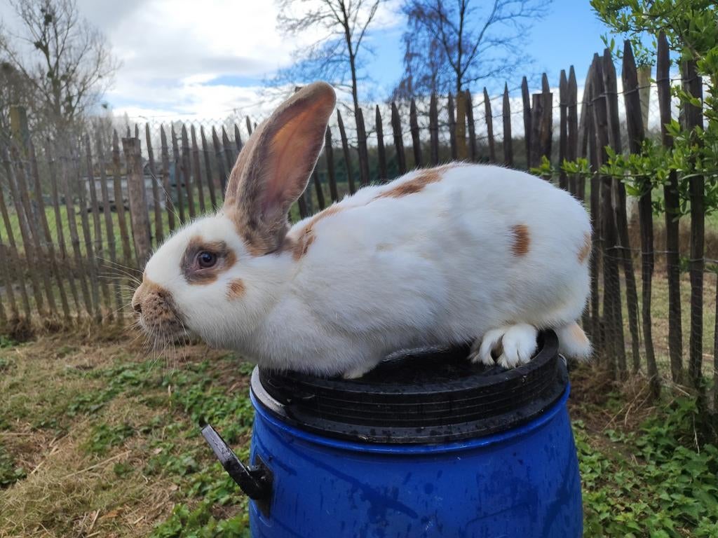 Reuzevlinder driekleur. Lotharinger groot. Raszuiver, Dieren en Toebehoren, Konijnen, Groot
