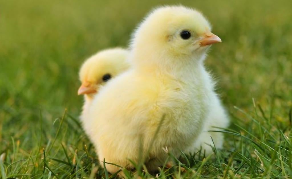 PaasKuikens witte leghorn. 100% hennen., Dieren en Toebehoren, Pluimvee