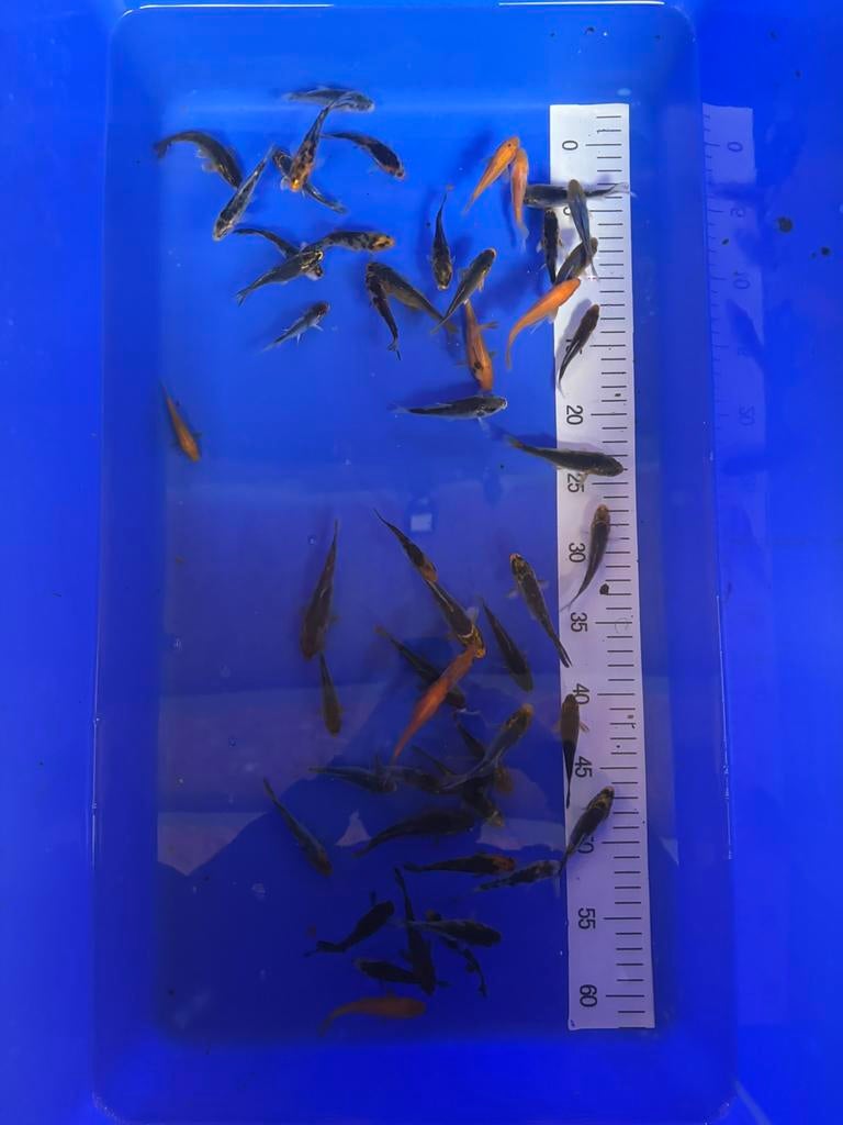 Koi mix +-10cm, Dieren en Toebehoren, Vissen | Vijvervissen, Karper of Koi