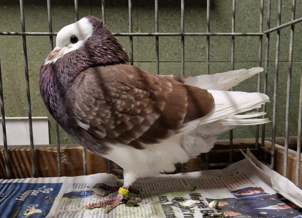 Roulement annulaire, Animaux & Accessoires, Oiseaux | Pigeons