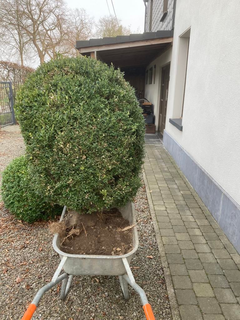 Buxus, Enlèvement