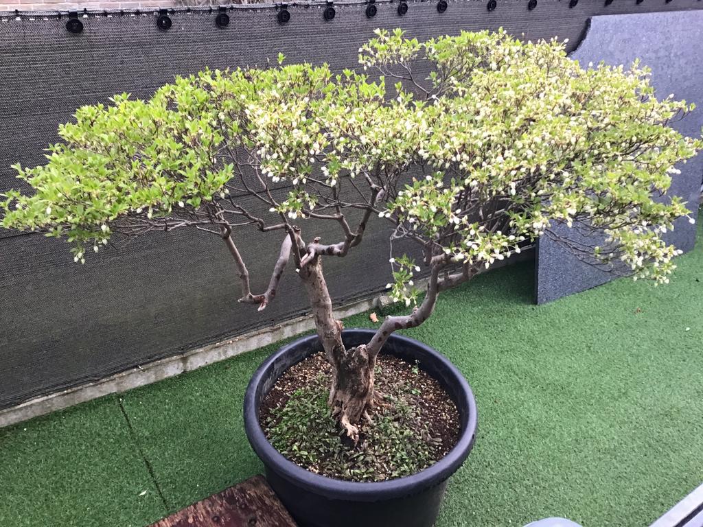 Enkiantus boom, Tuin en Terras, Ophalen, In pot