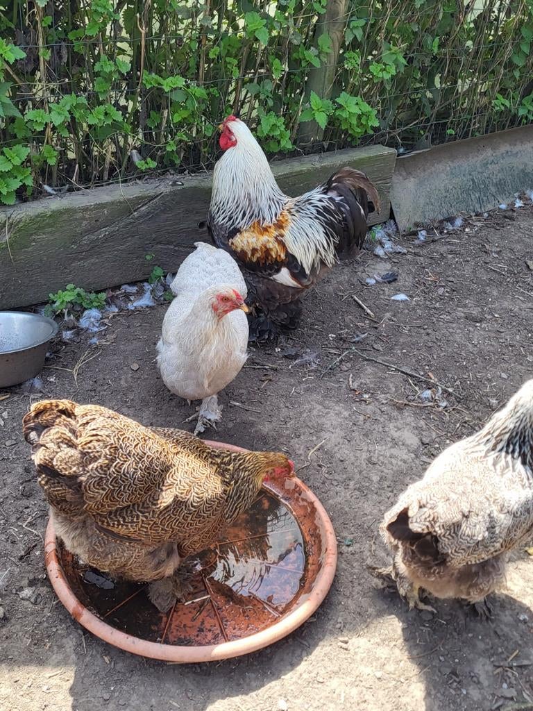 Oeuf fécondé de brahma naine perdrix, Animaux & Accessoires