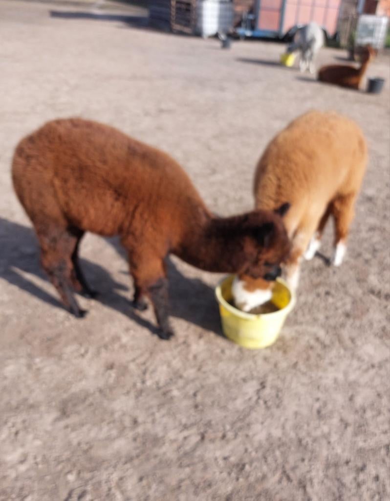 Alpaca hengsteveulens te koop, Dieren en Toebehoren, Overige Dieren, Oktober