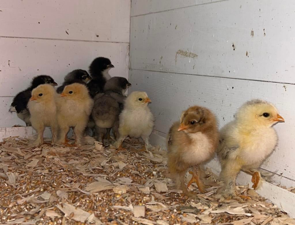 Poussins de Paques LILLE, Animaux & Accessoires