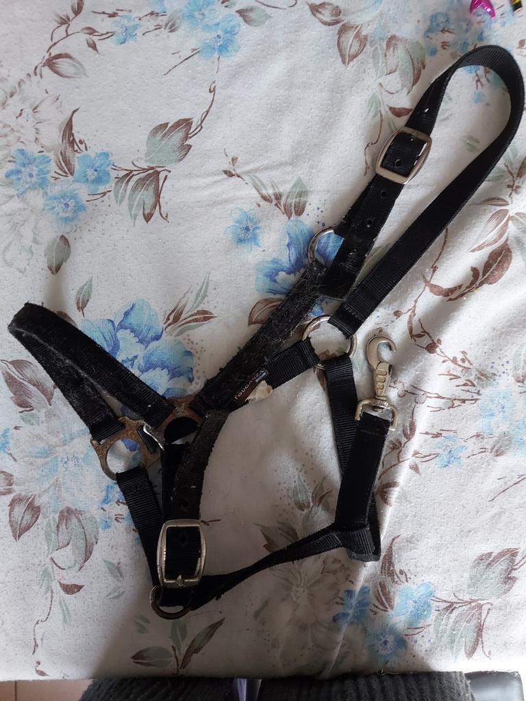 Licol full, Animaux & Accessoires, Enlèvement ou Envoi