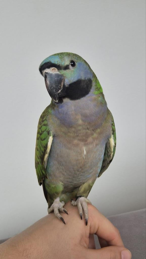 Papegaai tam, Dieren en Toebehoren, Vogels | Parkieten en Papegaaien, Mannelijk, Papegaai, Tam