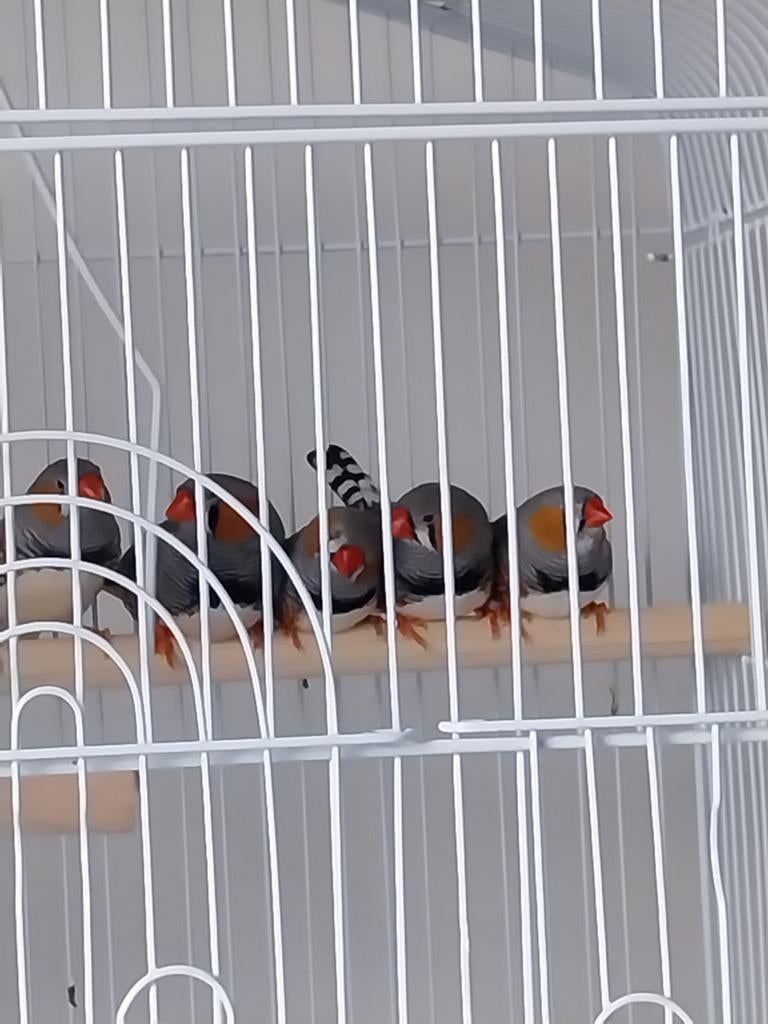 Zebravink 10 €=3 vogels, Dieren en Toebehoren