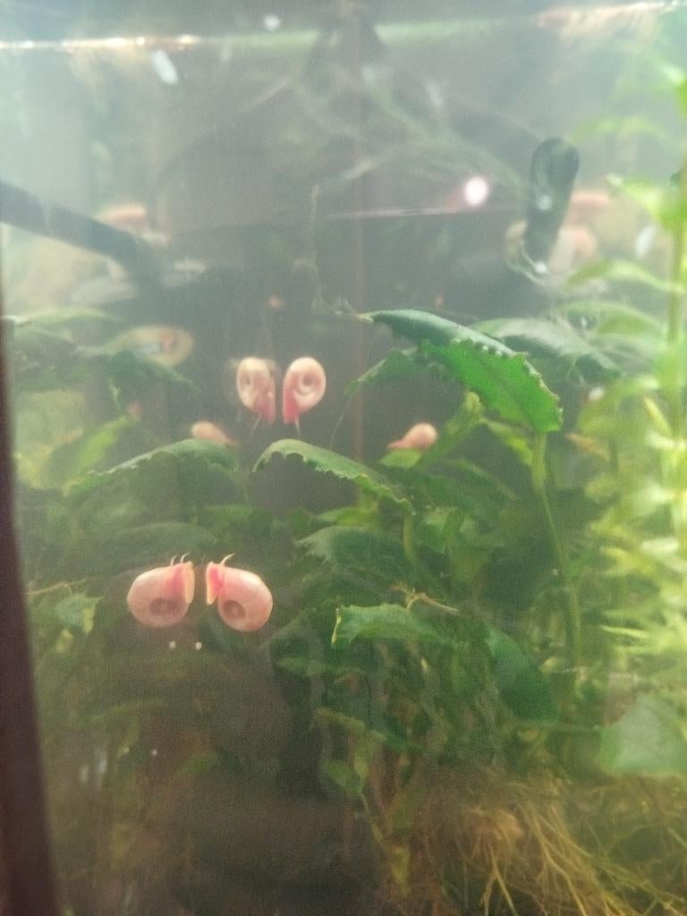Posthoornslak roze, Dieren en Toebehoren, Vissen | Aquariumvissen, Slak of Weekdier, Zoetwatervis