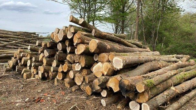 Eik op stam voor brandhout, Jardin & Terrasse, Bois de chauffage, Troncs d'arbres, Chêne, Envoi
