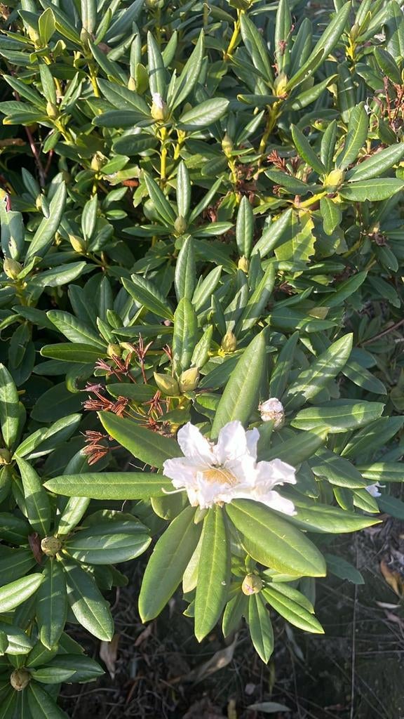 Rhododendron Cunningham White locatie Oisterwijk, Ophalen of Verzenden, Rhododendron