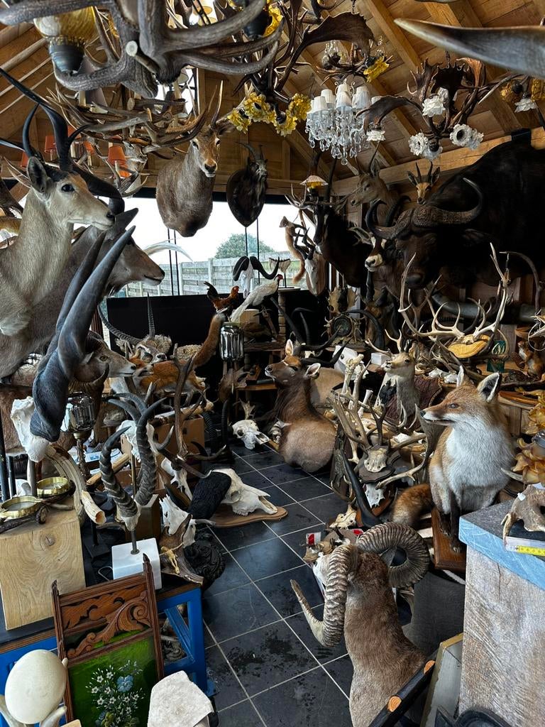 Jacht wild trofee, Ophalen