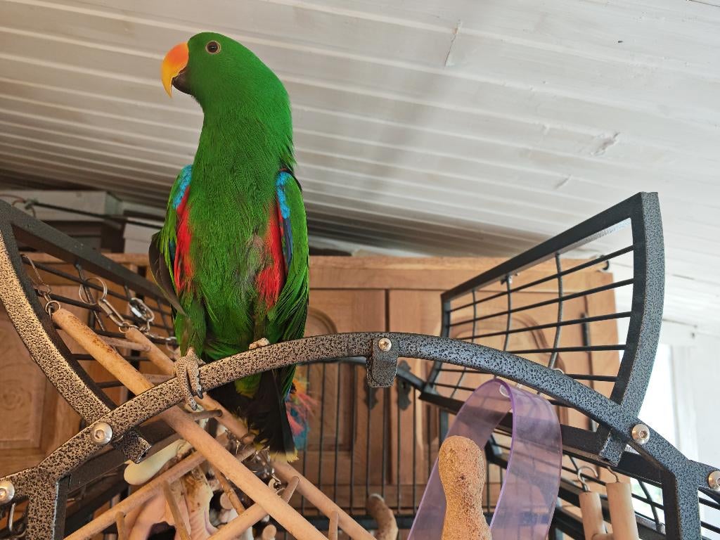 Perroquet eclectus+cage, Animaux & Accessoires, Oiseaux | Perruches & Perroquets, Perroquet, Mâle, Bagué