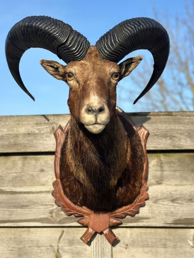 Taxidermie ram of moeflon zeer mooi, Ophalen