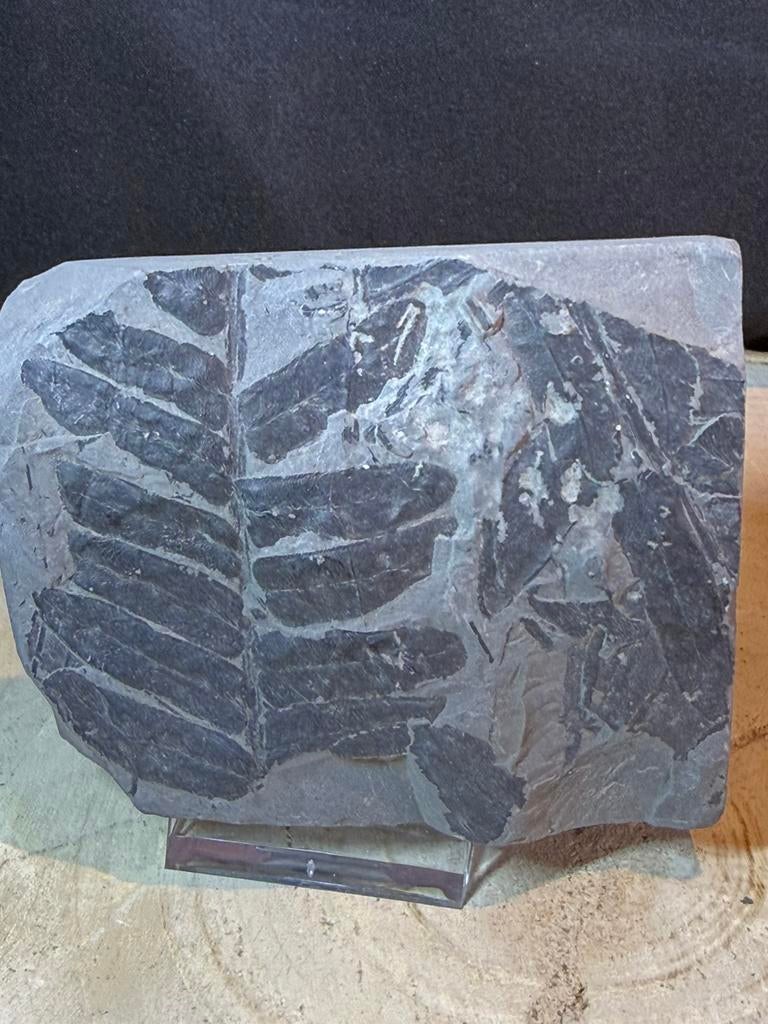 Plante fossile/fougère — carbonifère  300 millions d'années, Enlèvement ou Envoi, Fossile