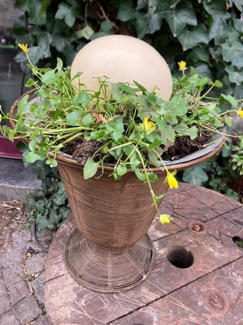 ŒUF D'AUTRUCHE 16 CM SUR 12 CM, Collections, Minéraux & Fossiles, Coquillage(s), Enlèvement ou Envoi