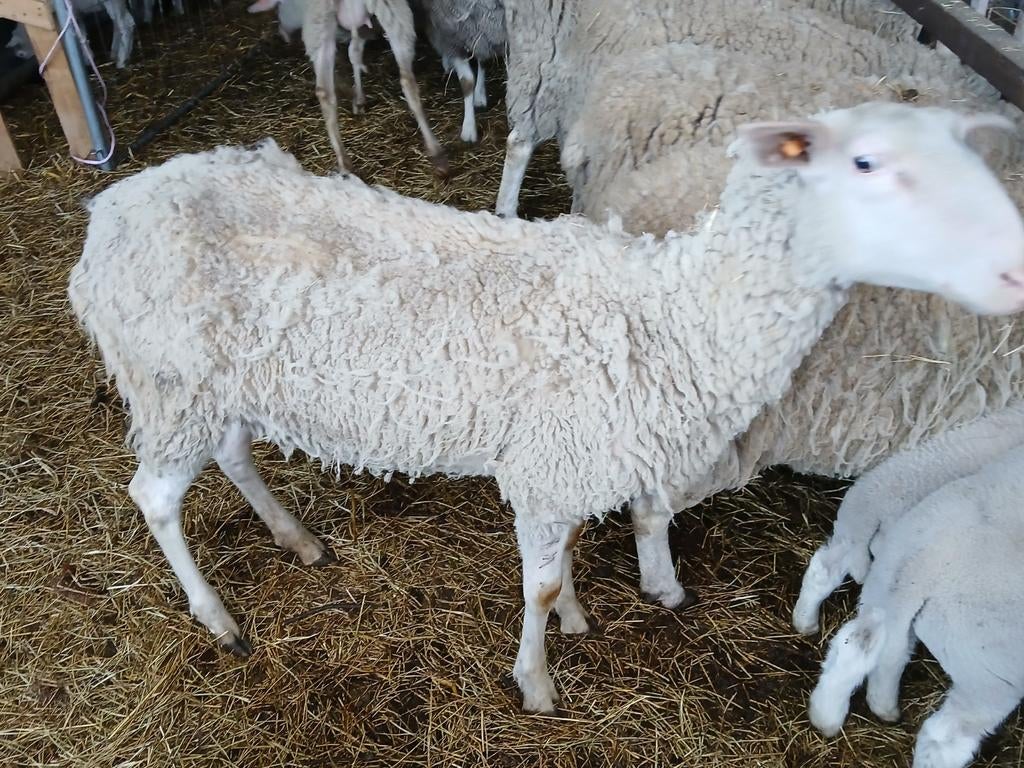 Belgies melkschaap met bok lam, Dieren en Toebehoren