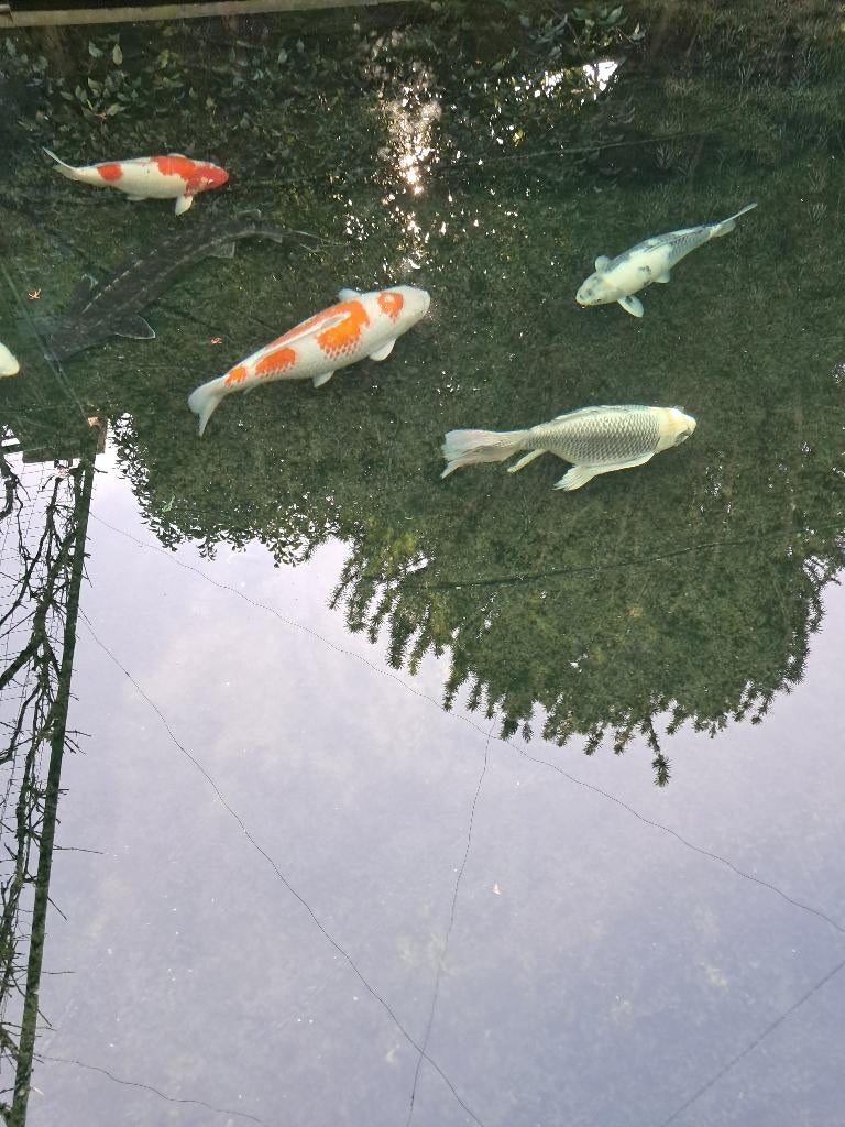 5 Japanse koi en 1 steur, Dieren en Toebehoren, Karper of Koi