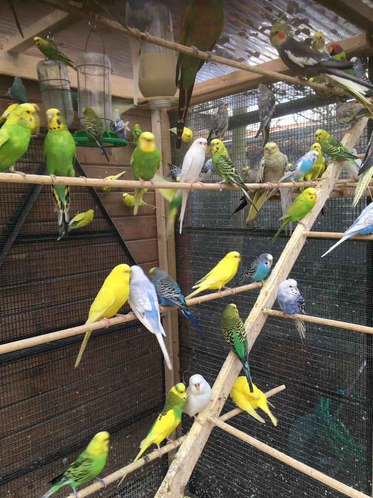 MOOIE KLEUREN GRASPARKIETJES VANAF 20 EURO/KOPPEL, Dieren en Toebehoren, Meerdere dieren, Parkiet