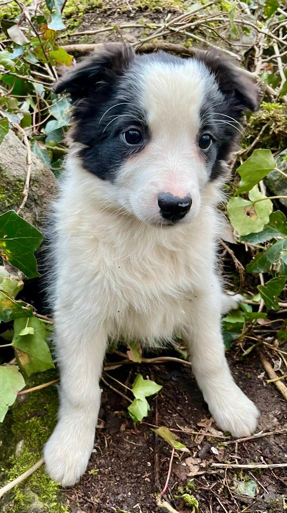 Border collie pups, Hépatite contagieuse (maladie de Rubarth), 8 à 15 semaines, Colley, Plusieurs