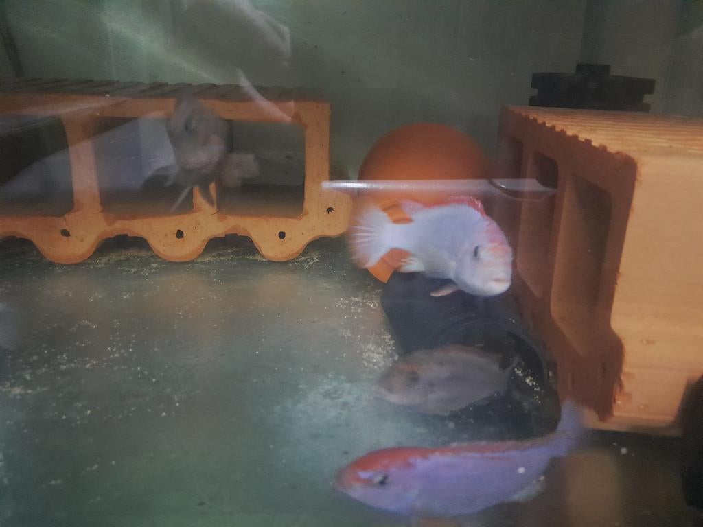 Pseudotropheus perspicax ndumbi red top, Dieren en Toebehoren, Vis, Zoetwatervis