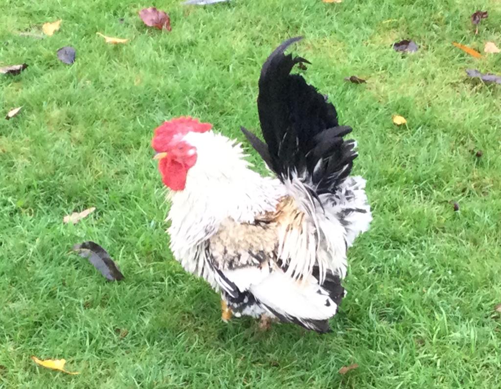 Chabo haan, Mannelijk, Kip