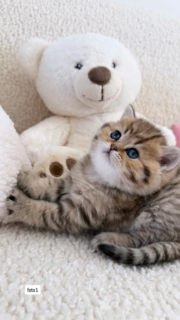 Britse Korthaar Kittens, Meerdere dieren, Gechipt, 0 tot 2 jaar