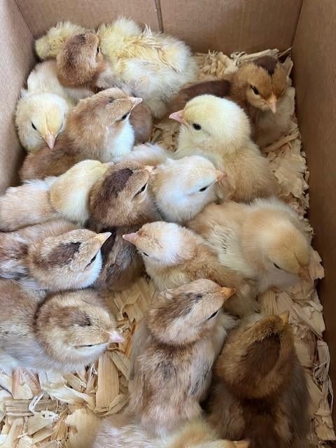 Kuikens Doorikse kriel, Animaux & Accessoires, Volatiles