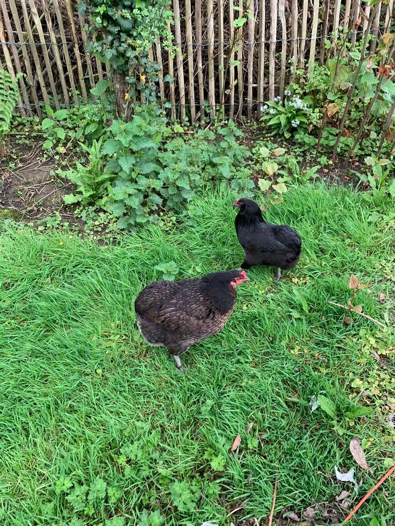 Oeufs fécondés Araucana croisé Brahma Isabelle, Plusieurs animaux, Poule ou poulet