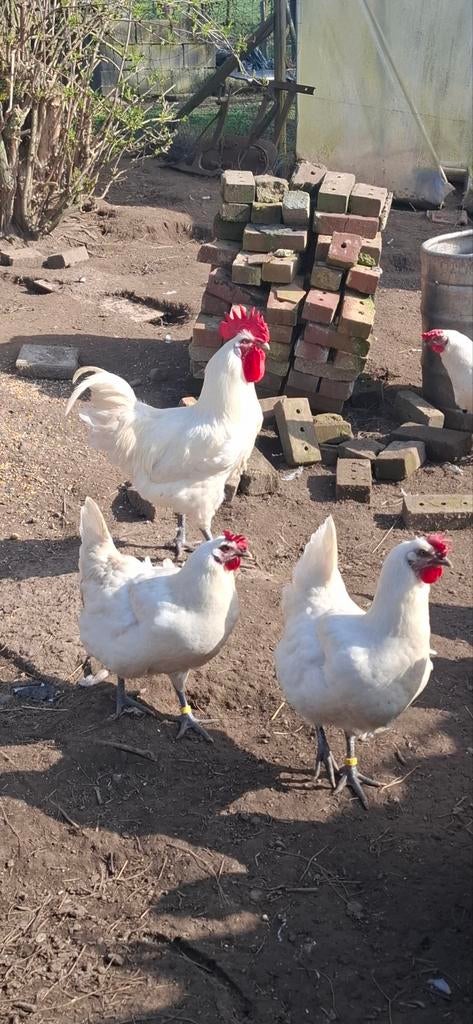 Broedeieren Franse Poule De Bresse  , witte kleur  , raszuiv, Dieren en Toebehoren, Pluimvee
