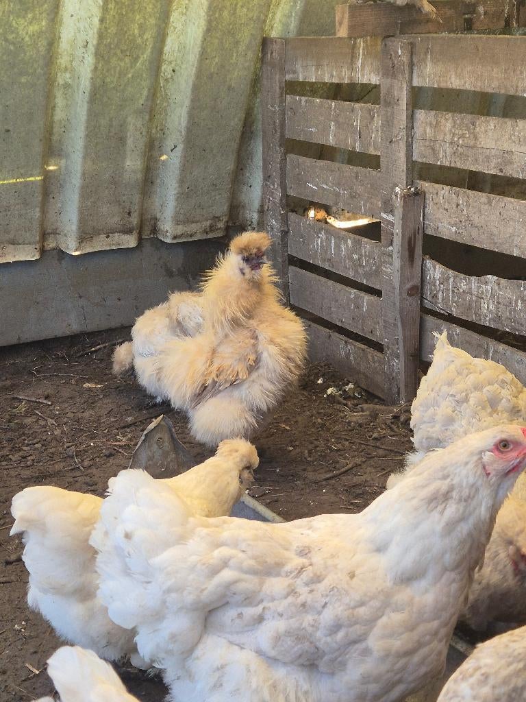 Mooi hanen en kippen, Dieren en Toebehoren, Kip