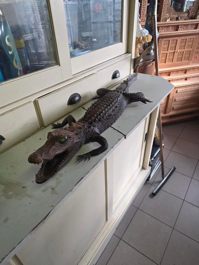 Echte opgezette alligator, Ophalen of Verzenden