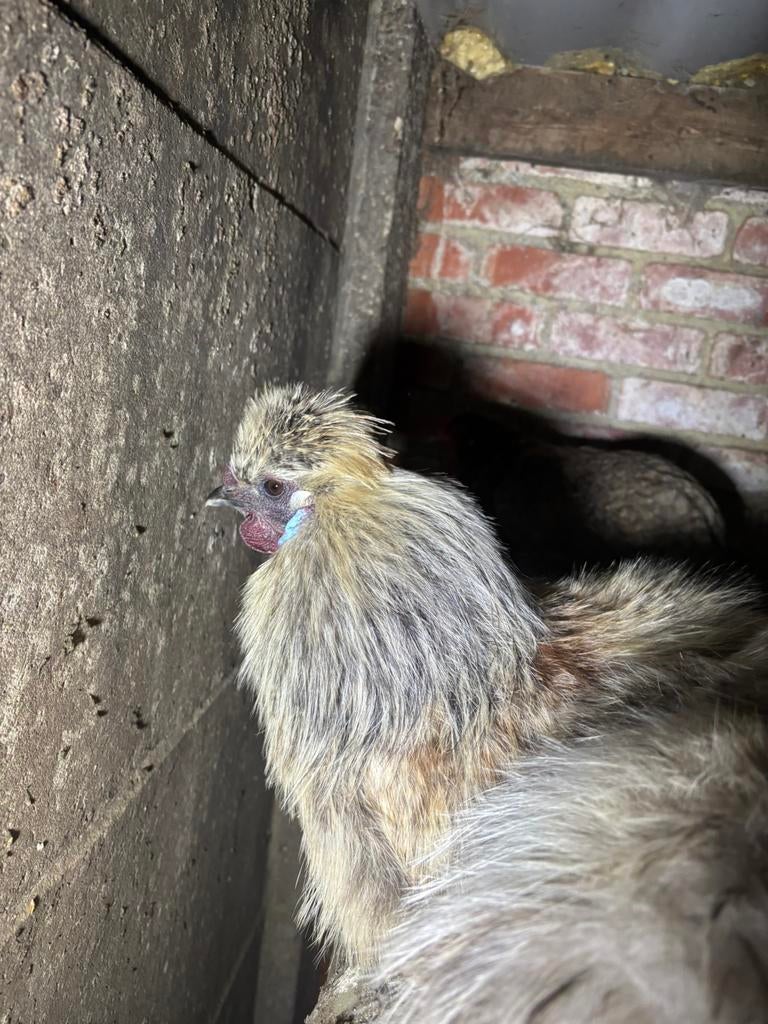 6 hanen te koop., Mannelijk, Kip