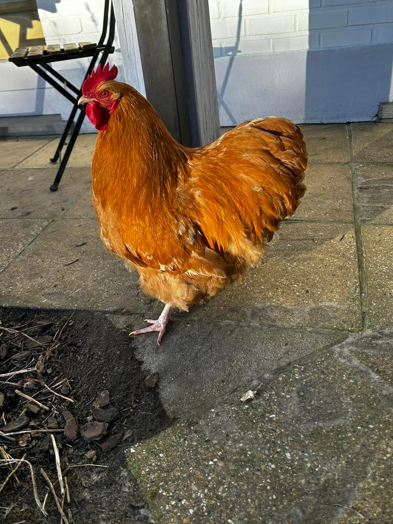 Coq Orpington, Animaux & Accessoires, Mâle, Poule ou poulet