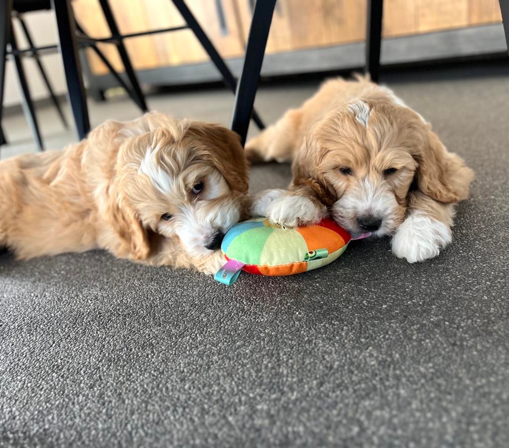 Knapp goldendoodle pups uit geteste ouders, België, 8 tot 15 weken, Meerdere, Meerdere dieren