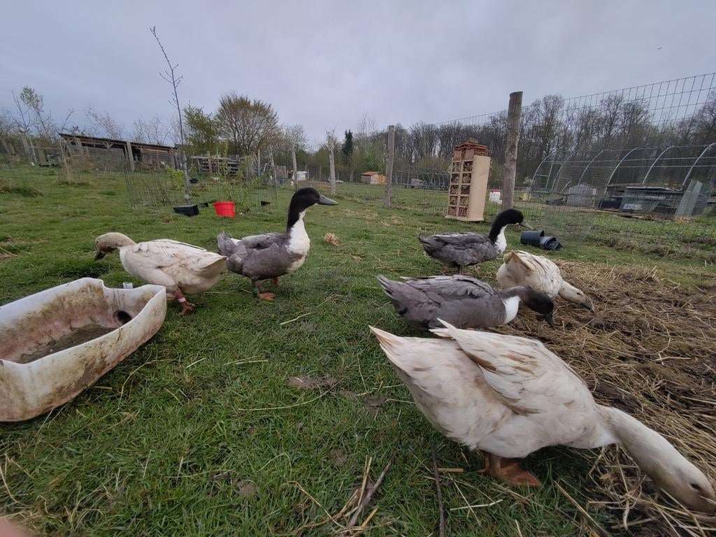 Broedeieren Dendermondse eend, Dieren en Toebehoren, Geslacht onbekend, Eend