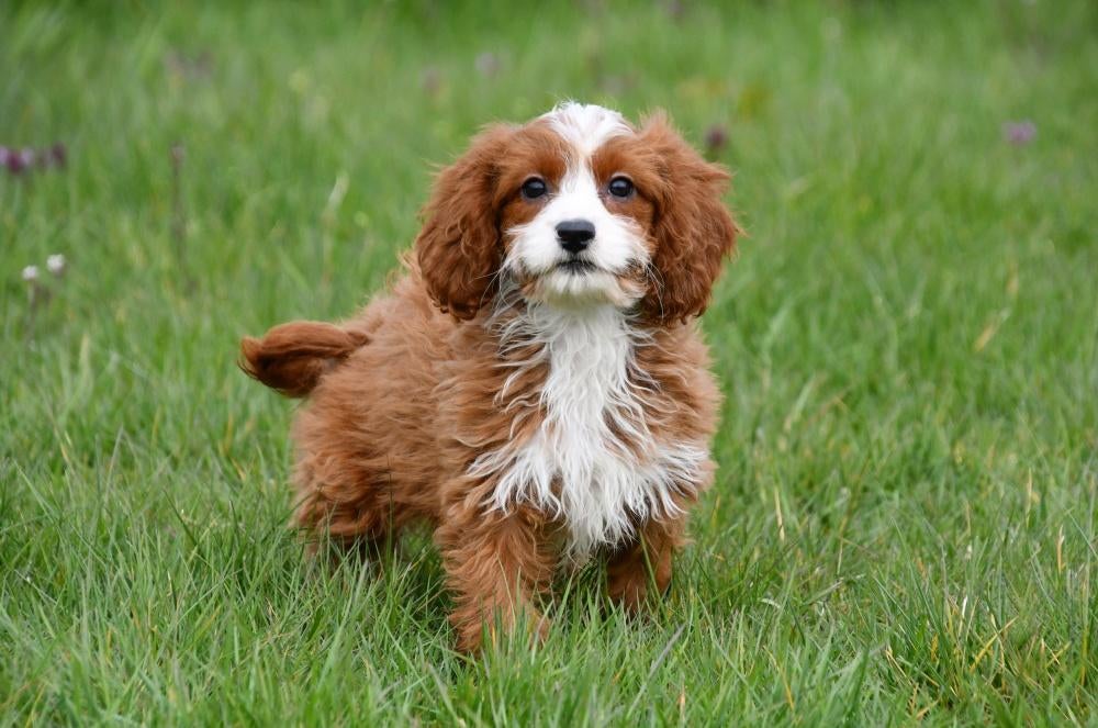 Cavapoo pups te koop, Dieren en Toebehoren, Honden | Niet-rashonden, Klein, Teef, Fokker | Professioneel, Meerdere, Buitenland